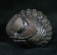 Wide Eldredgeops Roller Trilobite #9227-3